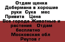 Отдам щенка Добермана в хорошие руки. Сука 5 мес. Привита › Цена ­ 5 000 - Все города Животные и растения » Отдам бесплатно   . Московская обл.,Реутов г.